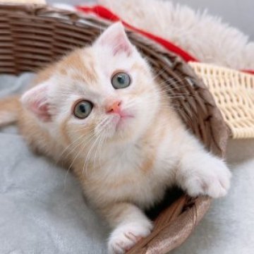 スコティッシュストレート【岡山県・男の子・2023年7月5日・レッドタビー】の写真「あま〜い顔立ち🐱性格もおっとり君です❣️」