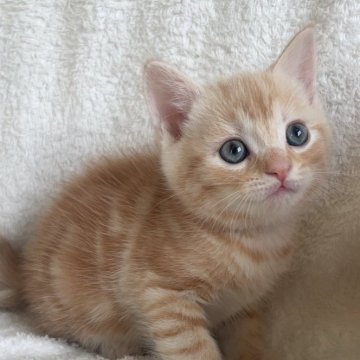 スコティッシュストレート【岡山県・男の子・2024年4月15日・レッドタビー】の写真「スコストレート🐱連続全国一位キャッテリーです❣️」