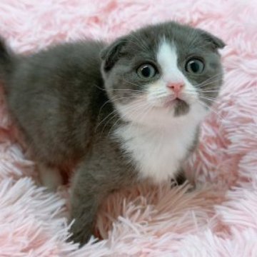 スコティッシュフォールド(折れ耳)【岡山県・男の子・2023年9月11日・ブルーホワイト】の写真「甘えん坊の男の子🐱触りに来てやって下さい❣️」