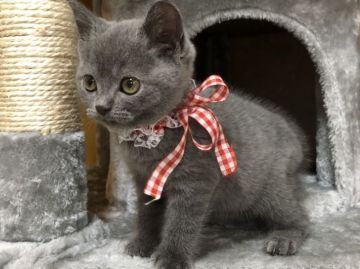 ブリティッシュショートヘア【岡山県・男の子・2021年4月11日・ブルー】の写真「すぐにゴロゴロ喉が鳴ります🐱昨日お渡し可能🆗」