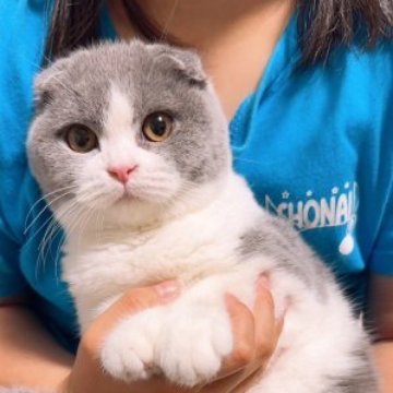 スコティッシュフォールド(折れ耳)【岡山県・女の子・2023年3月10日・ブルータビーホワイト】の写真「ムッチャ可愛くなりました〜❤️モチモチおっとり🐱」
