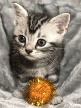アメリカンショートヘア【岡山県・男の子・2021年3月4日・シルバータビー】の写真「おっとりな男の子🐈抱っこされるの大好き💕」