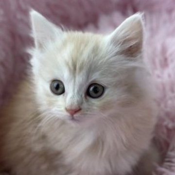 スコティッシュストレート【岡山県・女の子・2023年3月6日・レッドタビー】の写真「おっとり君で抱っこも嫌がらない良い子です❣️」