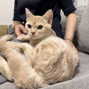 スコティッシュストレート【岡山県・男の子・2022年2月15日・レッドタビー】の写真「可愛く成長中❣️」