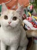 スコティッシュフォールド(立ち耳)【岡山県・女の子・2021年8月25日・レッドタビー&ホワイト】の写真1