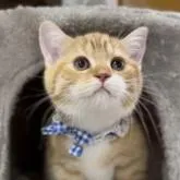 スコティッシュフォールド(立ち耳)【岡山県・男の子・2022年9月9日・レッドタビー】の写真1