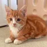 スコティッシュストレート【岡山県・男の子・2023年8月11日・レッドタビーホワイト】の写真1