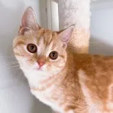 スコティッシュストレート【岡山県・女の子・2023年1月16日・レッドタビー】の写真1