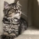 ミヌエット(長足)【岡山県・女の子・2022年5月10日・ブラウンタビー】の写真1