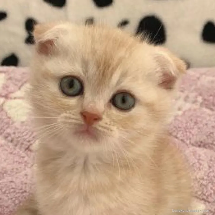 ID：2208-02903の子猫