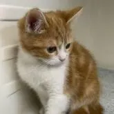 スコティッシュフォールド(折れ耳)【岡山県・男の子・2022年11月9日・レッドタビー&ホワイト】の写真2