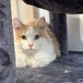 ノルウェージャンフォレストキャット【岡山県・男の子・2023年5月17日・クリーム&ホワイト】の写真2