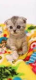 スコティッシュフォールド(折れ耳)【岡山県・女の子・2023年4月13日・シルバーパッチドタビー】の写真3