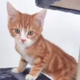 スコティッシュストレート【岡山県・男の子・2023年8月11日・レッドタビーホワイト】の写真3