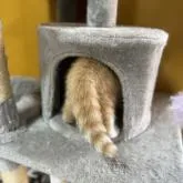 スコティッシュフォールド(立ち耳)【岡山県・男の子・2022年9月9日・レッドタビー】の写真3