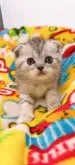 スコティッシュフォールド(折れ耳)【岡山県・女の子・2023年4月13日・シルバーパッチドタビー】の写真4