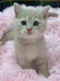 スコティッシュフォールド(立ち耳)【岡山県・男の子・2022年8月30日・クリームタビー】の写真4