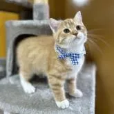 スコティッシュフォールド(立ち耳)【岡山県・男の子・2022年9月9日・レッドタビー】の写真4