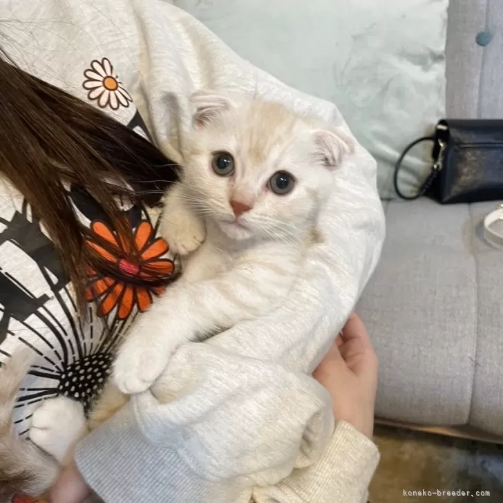 スコティッシュフォールド(折れ耳)【岡山県・男の子・2025年9月17日・レッドタビー】の写真1