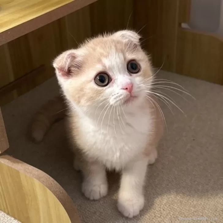 ID:2507-03168の子猫
