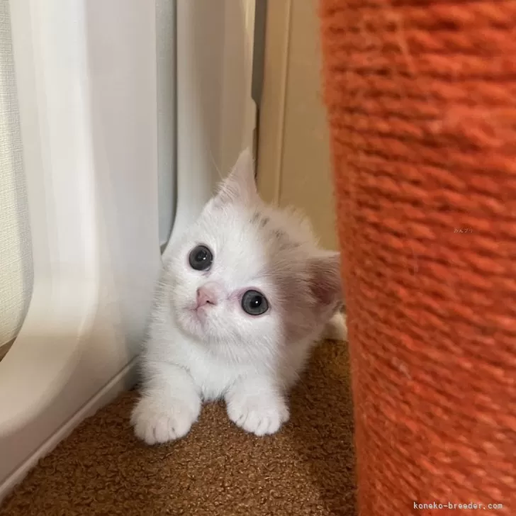 ID：2508-01114の子猫