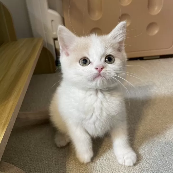 ID：2504-01145の子猫