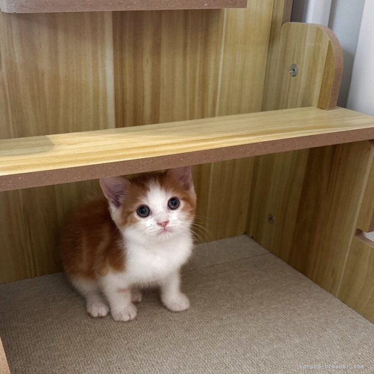 ブリーダー画像