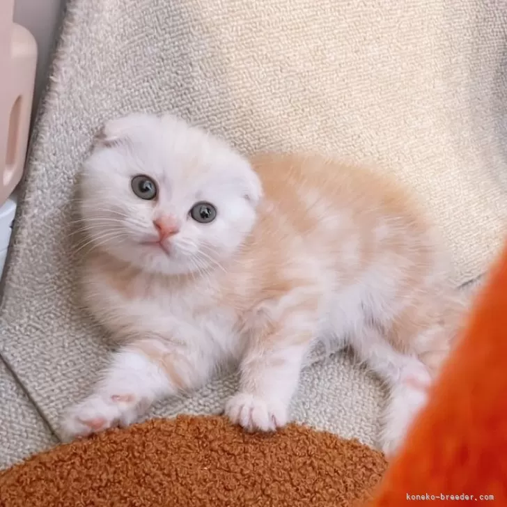 ID：2502-02429の子猫