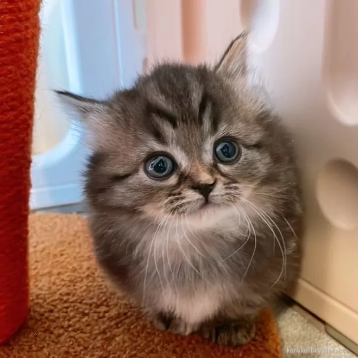 ID：2502-00045の子猫