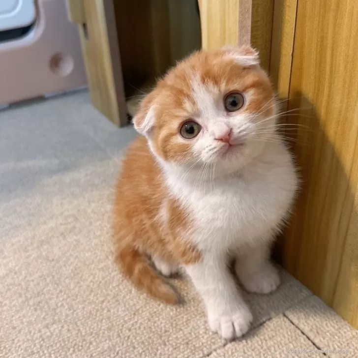 ID:2504-01732の子猫