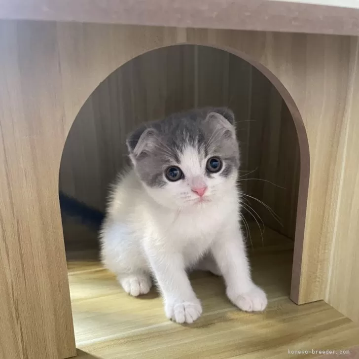 ID:2508-01552の子猫
