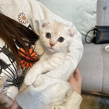 スコティッシュフォールド(折れ耳)【岡山県・男の子・2025年9月17日・レッドタビー】の写真「🐱💕🐱」