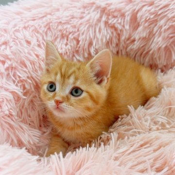 スコティッシュストレート【岡山県・男の子・2025年7月27日・レッドタビー】の写真「ガッシリ君🐱💪綺麗な模様のレッドタビーです❣️」