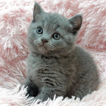 ブリティッシュショートヘア【岡山県・男の子・2025年4月8日・ブルー】の写真「コロコロで性格良き❣️ご予約受付中📩」