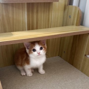 スコティッシュストレート【岡山県・男の子・2025年9月2日・レッドタビー】の写真「触るとグルグルと愛嬌の良い子です❣️🐱」