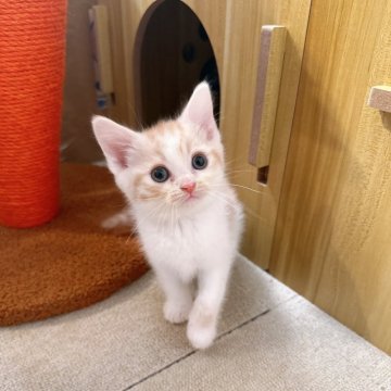 スコティッシュストレート【岡山県・男の子・2025年10月23日・レッドタビーホワイト】の写真「性格も良く元気いっぱいな子🐱❤️」