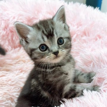 スコティッシュストレート【岡山県・女の子・2025年9月23日・シルバータビー】の写真「おっとりした子です❣️会いに来てやって下さい🐱」