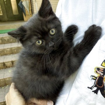 スコティッシュストレート【岡山県・男の子・2025年4月16日・ブラックスモーク】の写真「黒猫ニャー😺😺体格良く健康優良児❣️」