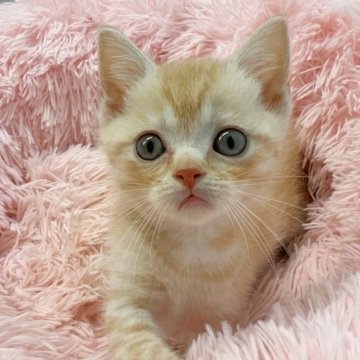 スコティッシュストレート【岡山県・男の子・2025年6月8日・レッドタビー】の写真「顔も可愛いけど性格も可愛い💕」