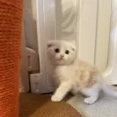 スコティッシュフォールド(折れ耳)