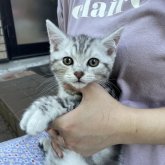 スコティッシュストレート
