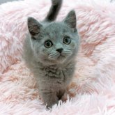 ブリティッシュショートヘア