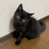 マンチカン(長足)