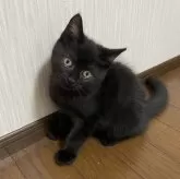 マンチカン(長足)