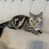 マンチカン(短足)