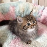 マンチカン(短足)