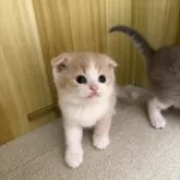 スコティッシュフォールド(折れ耳)