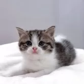 スコティッシュストレート