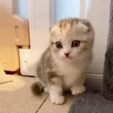 スコティッシュフォールド(折れ耳)【岡山県・女の子・2025年1月9日・シルバーパッチドタビーホワイト】の写真1