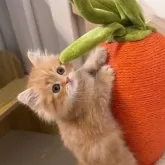 スコティッシュストレート